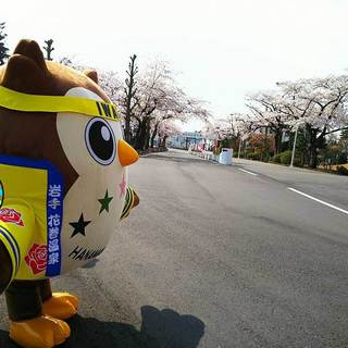 20170429_HanamakiOnsen Sakura5.jpg