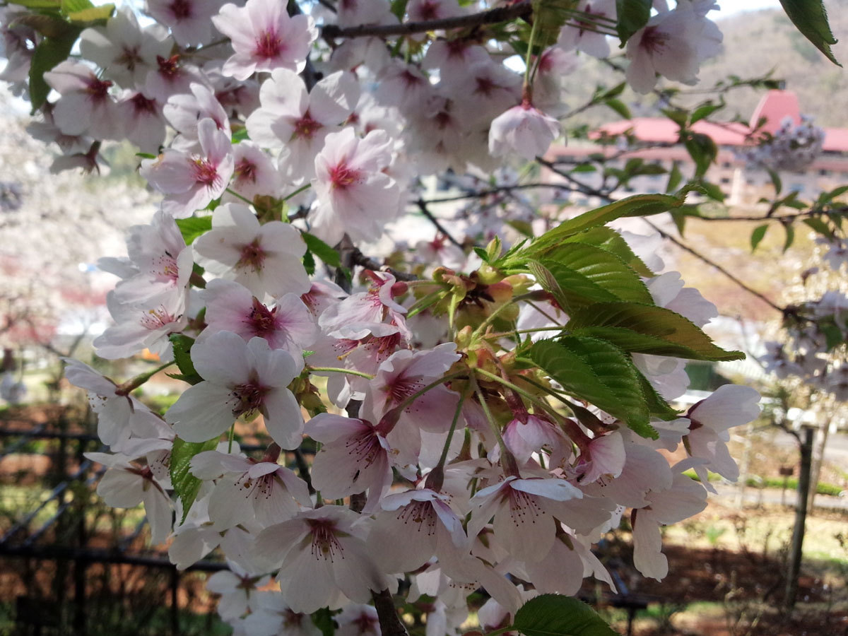 20150426-2.jpg