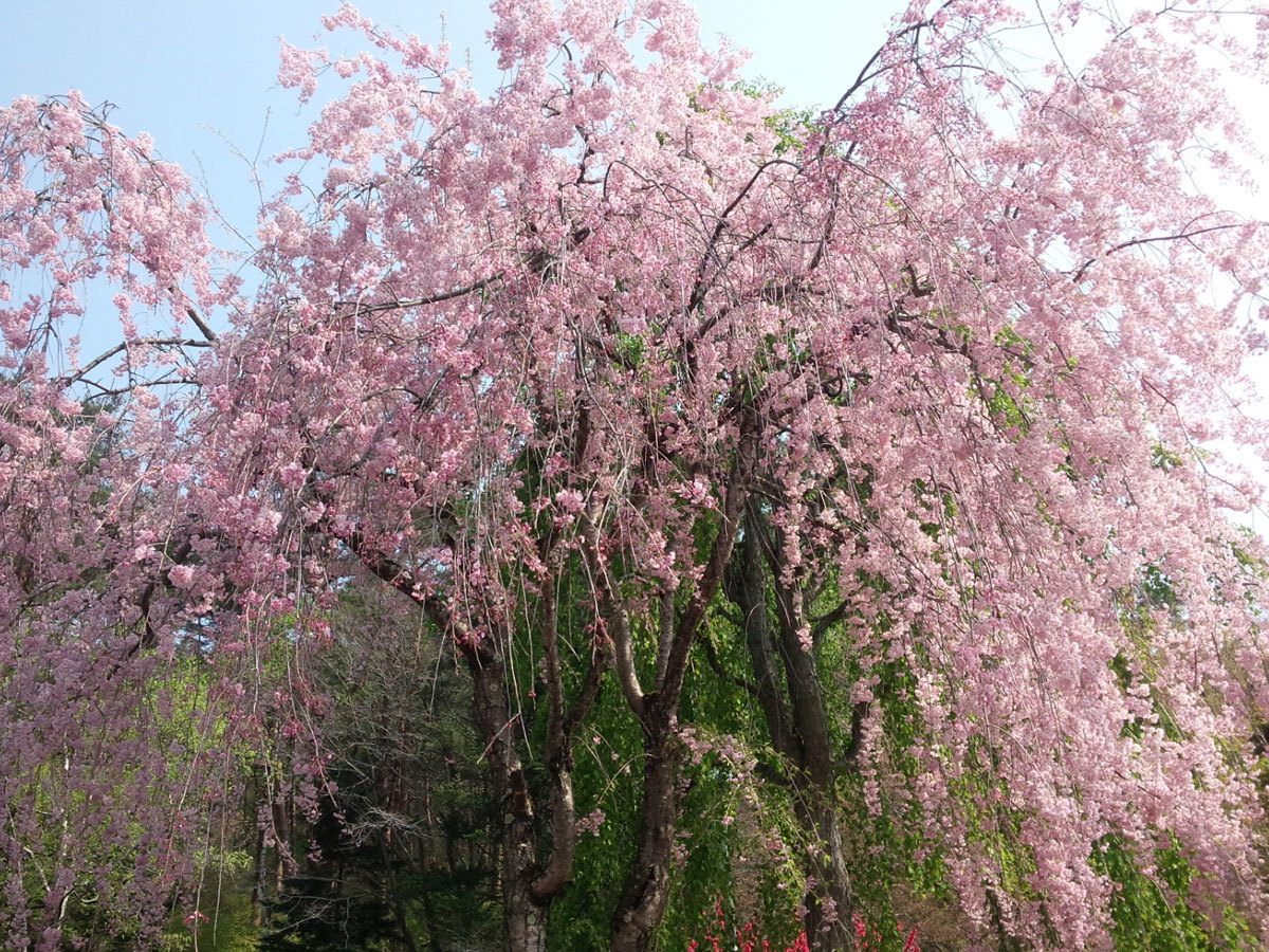 20150428-2.jpg