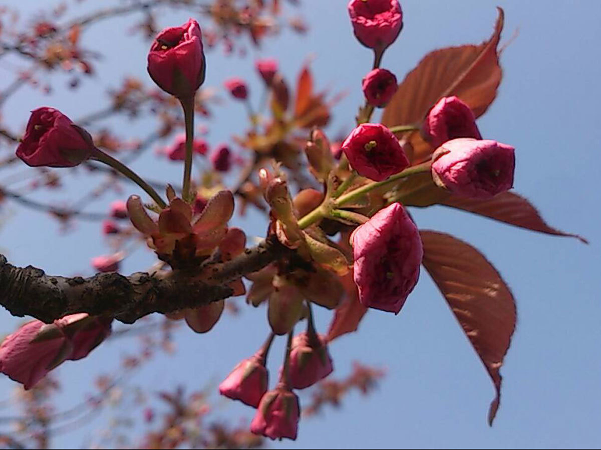 20150428-八重桜.jpg