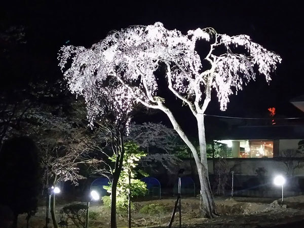 20160421_夜桜.jpg