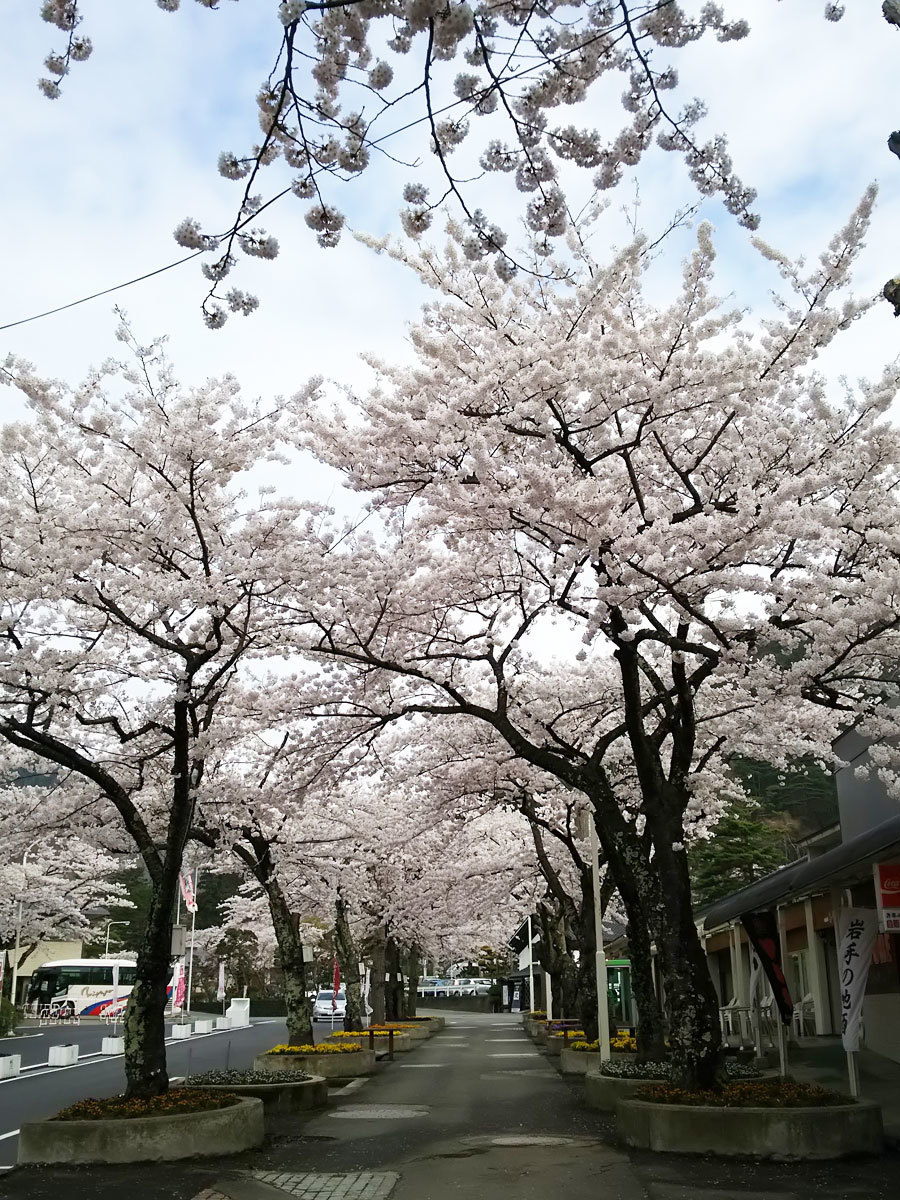 20160422_桜2.jpg