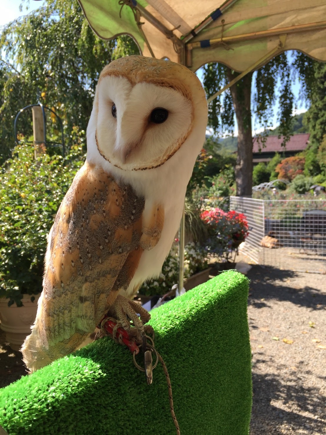 20170924_RoseFes2-13.jpg