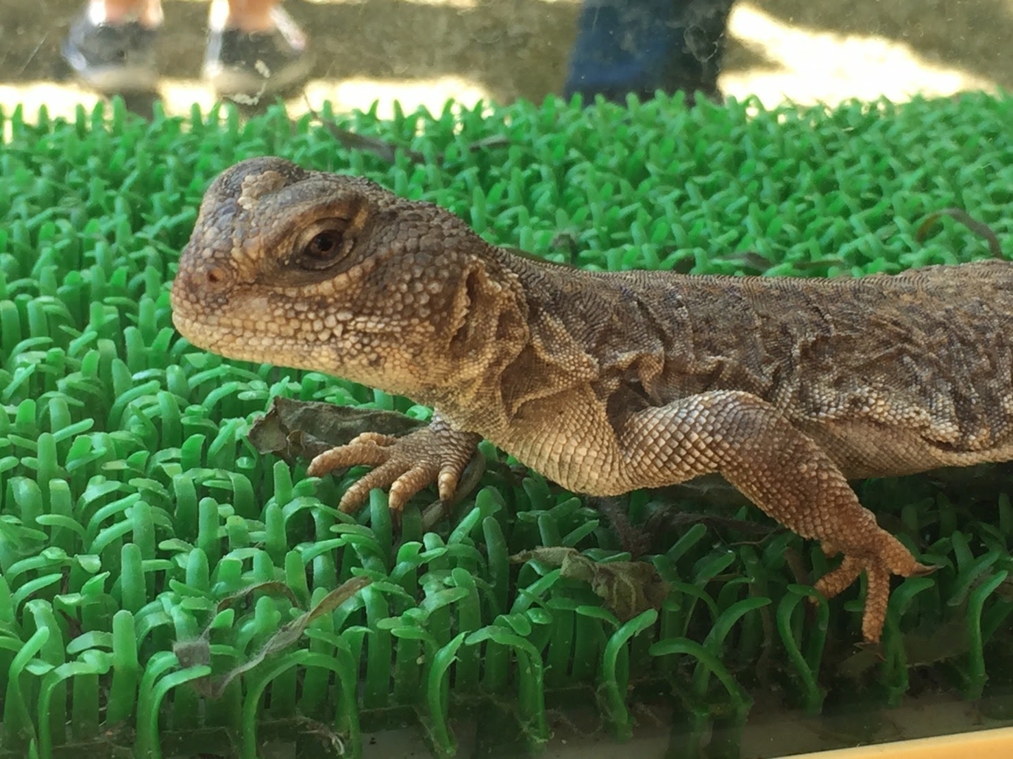 20170924_RoseFes2-8.jpg