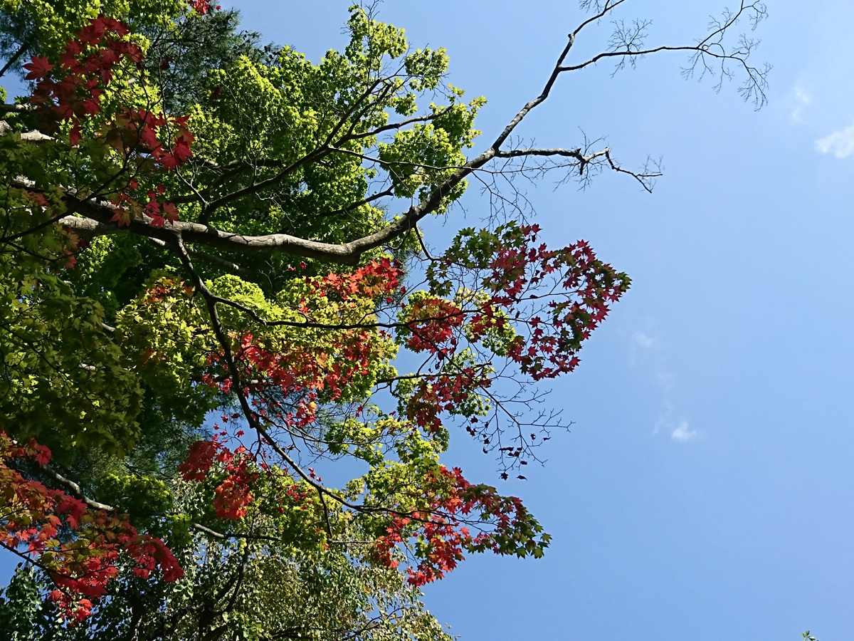 20170925_紅葉A.jpg