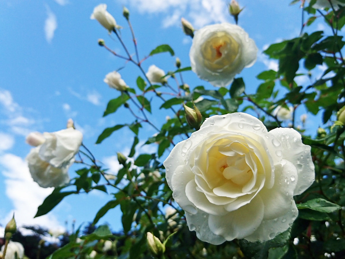 20170930_バラ園B.jpg