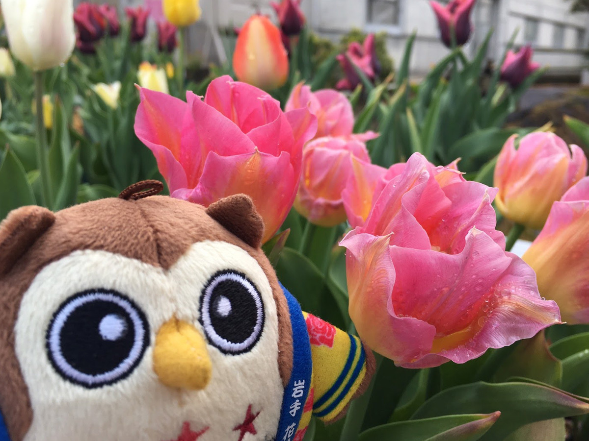 20170506_フクローとチューリップ.jpg