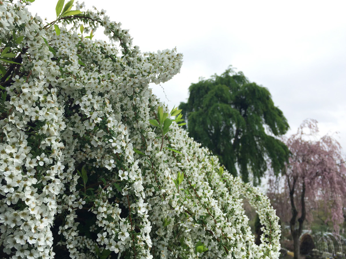 20170506_ユキヤナギ.jpg
