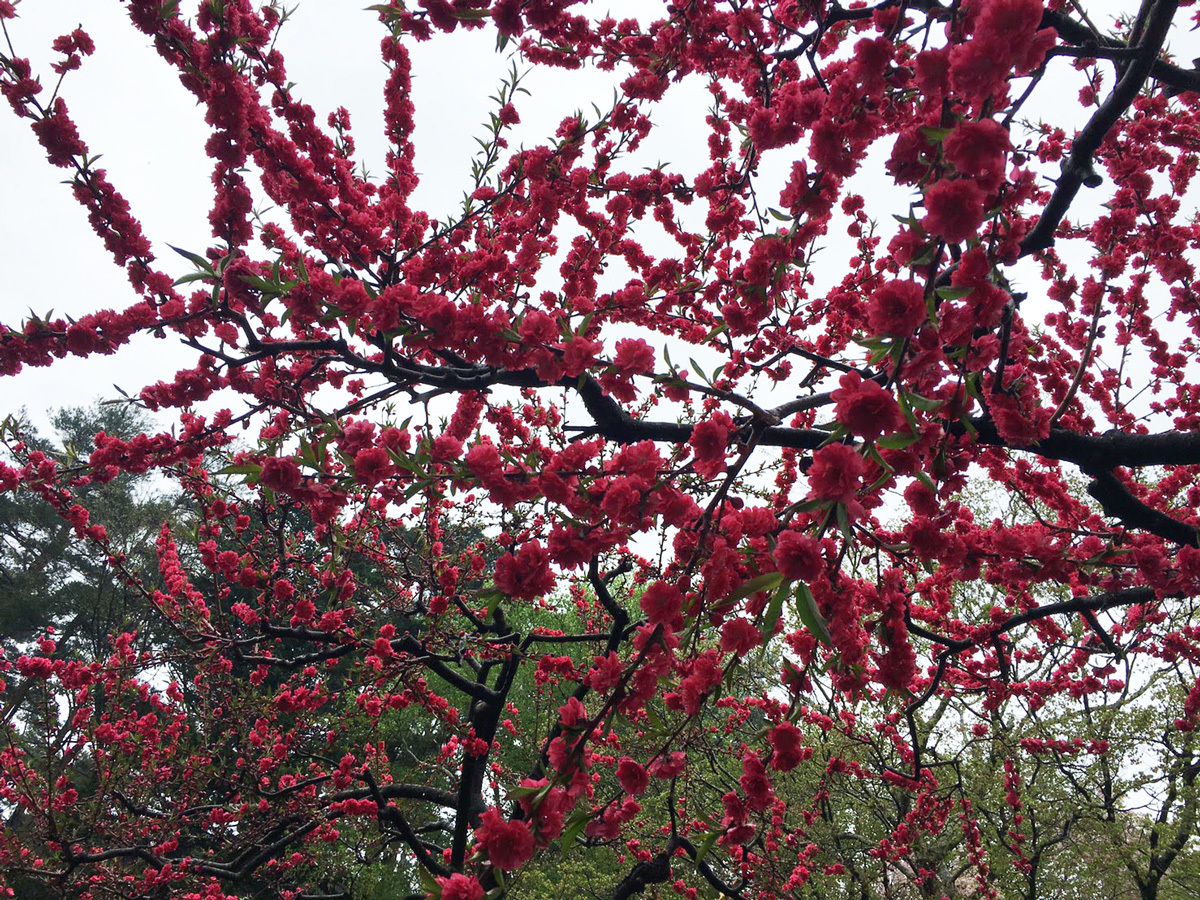 20170506_花桃.jpg