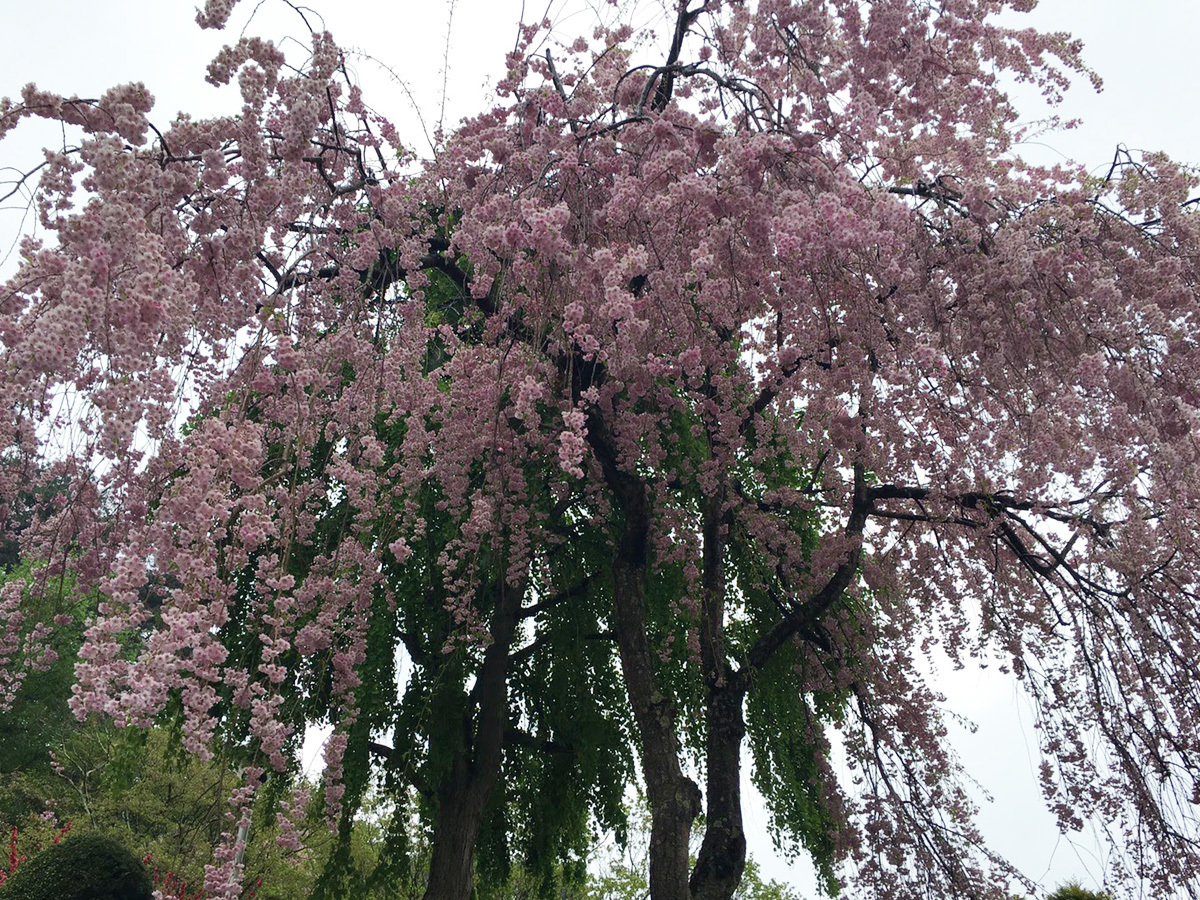 20170506_枝垂桜.jpg