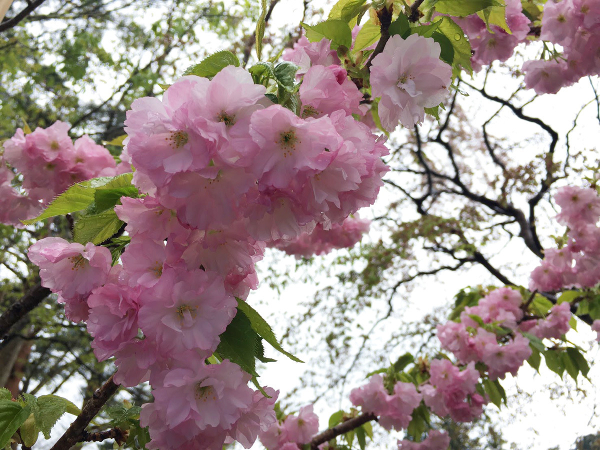 20170506_八重桜.jpg