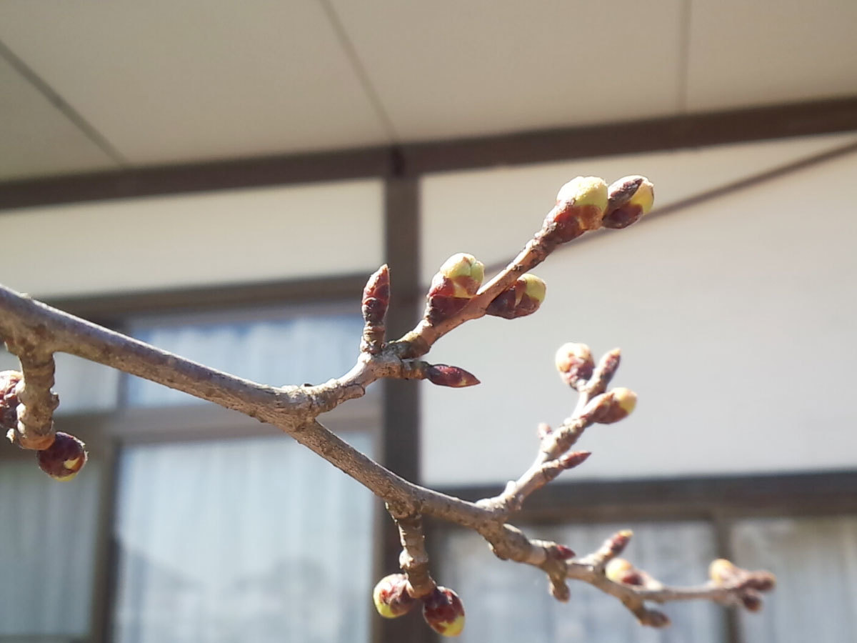 20160401_桜つぼみ.jpg