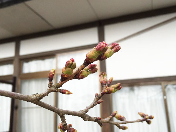20160408_つぼみ.jpg