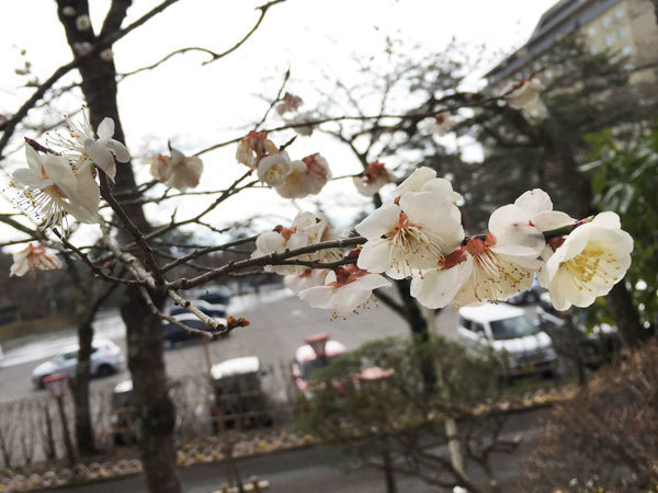 20160408_梅.jpg