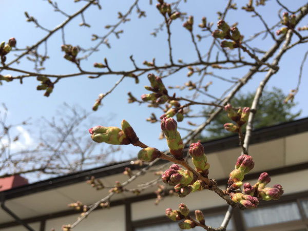 20160409_桜つぼみ2.jpg