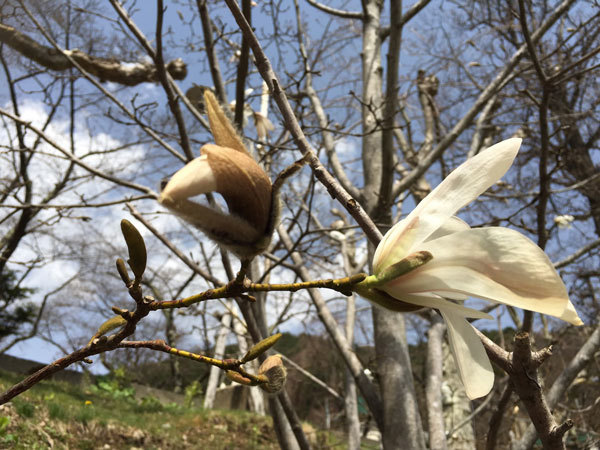 20160409_コブシ.jpg