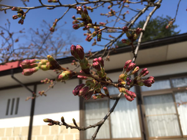 20160412_桜つぼみ.jpg