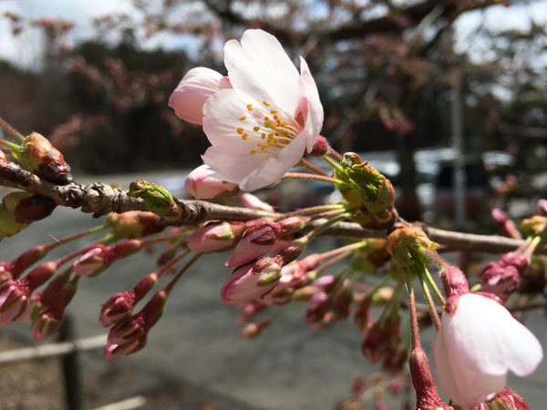 20160414_桜1.jpg
