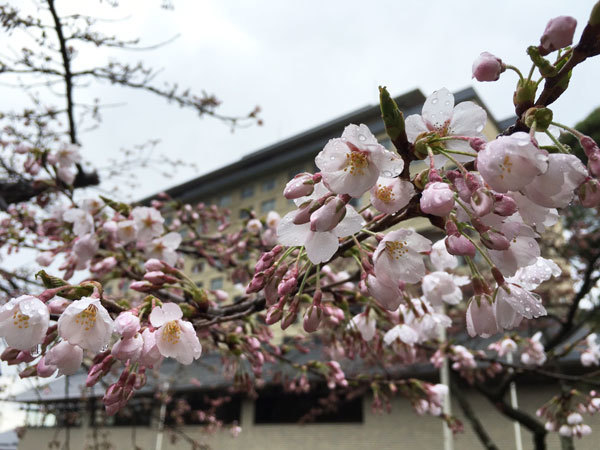 20160415_桜.jpg