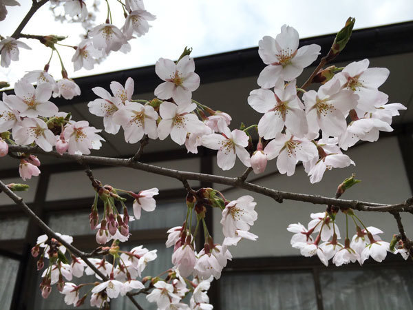 20160418_桜2.jpg