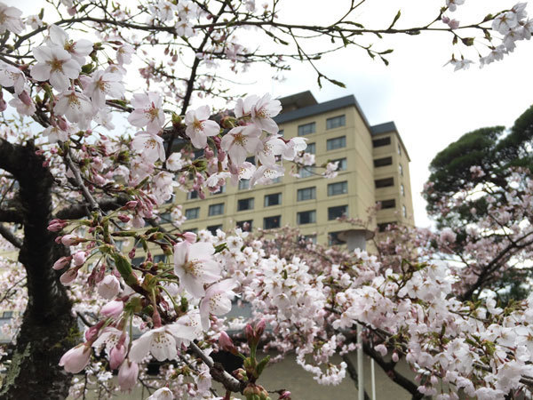 20160418_桜3.jpg