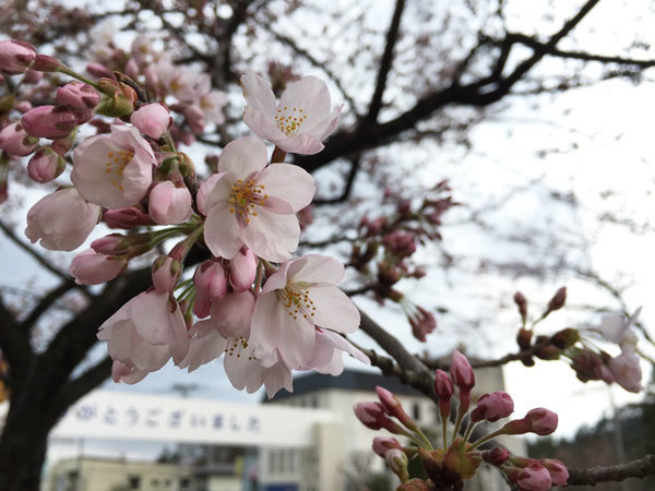 20160418_桜1.jpg