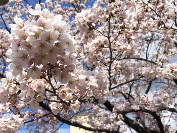 20160420_桜3.jpg