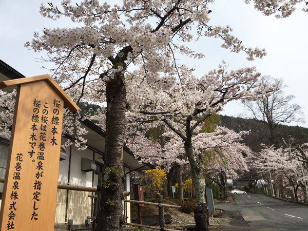 20160421_桜2.jpg