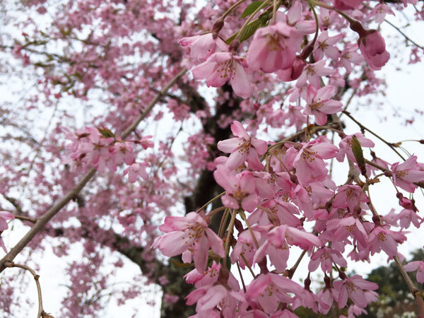 20160421_枝垂桜.jpg