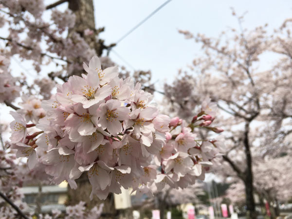 20160421_桜1.jpg