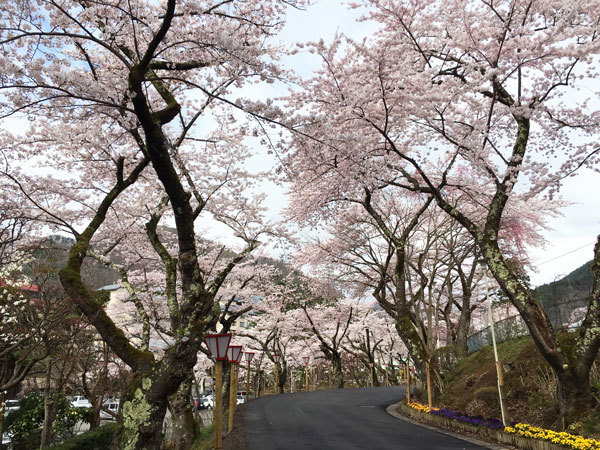20160422_桜4.jpg