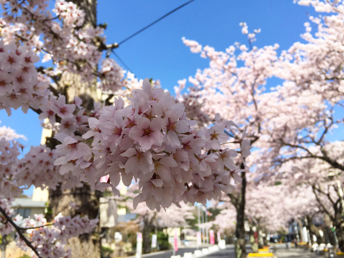20160424_桜2.jpg