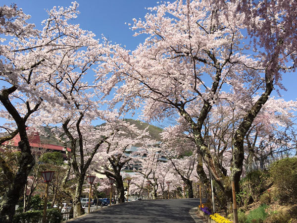 20160425_バラ園前の桜並木.jpg