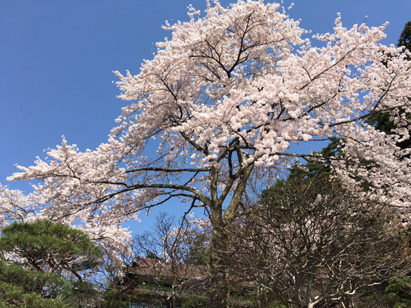 20160425_旧松雲閣横の桜.jpg