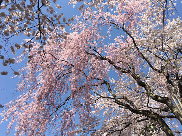 20160425_桜.jpg