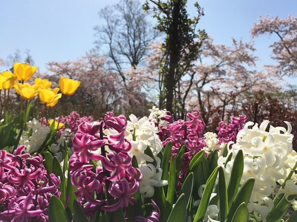 20160425_春の花2.jpg