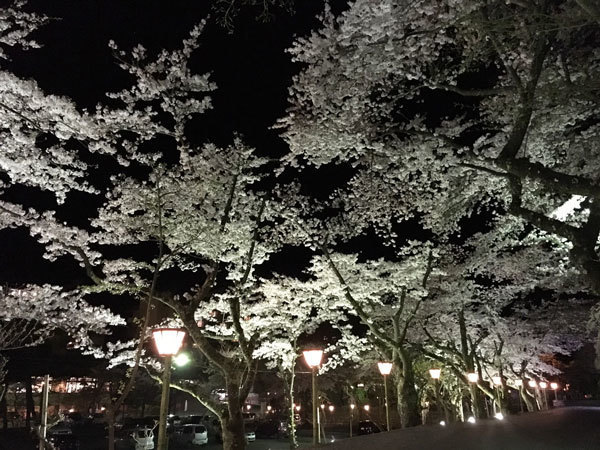 20160425_夜桜.jpg