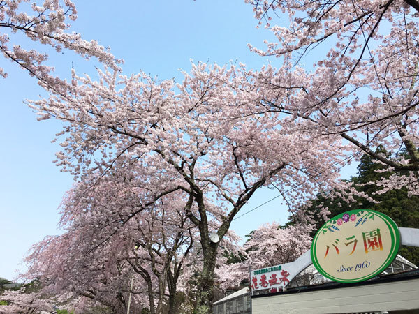 20160426_バラ園前.jpg