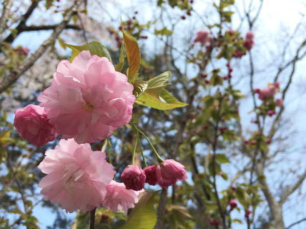 20160426_八重桜.jpg