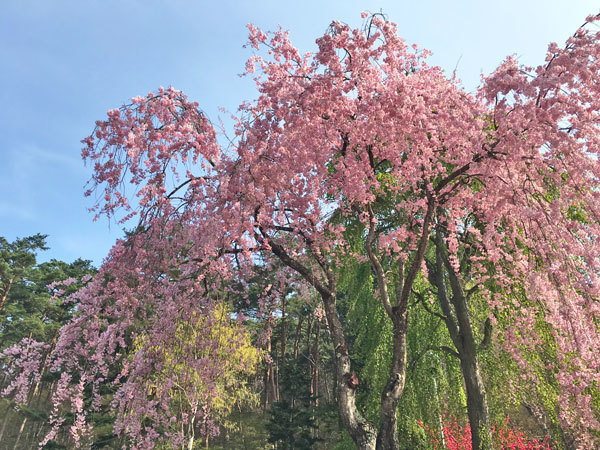 20160427_枝垂桜.jpg