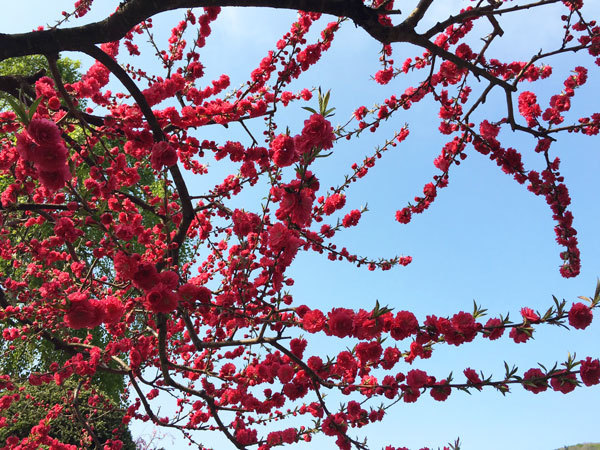20160427_花桃.jpg