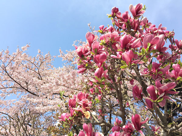 20160427_木蓮と桜.jpg