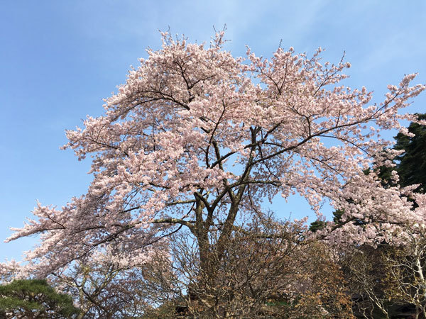 20160427_旧松雲閣横.jpg