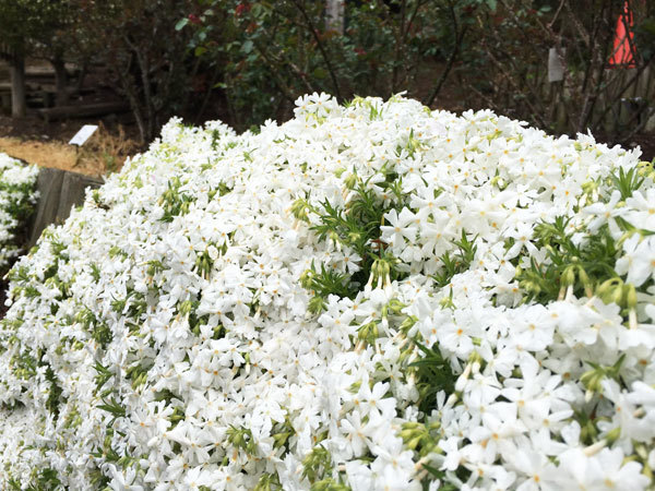 20160429_芝桜.jpg