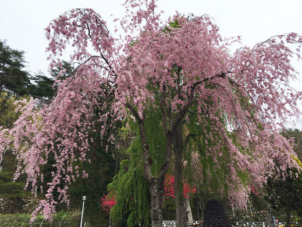 20160429_枝垂桜.jpg