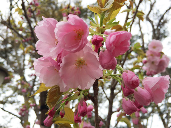 20160429_八重桜.jpg