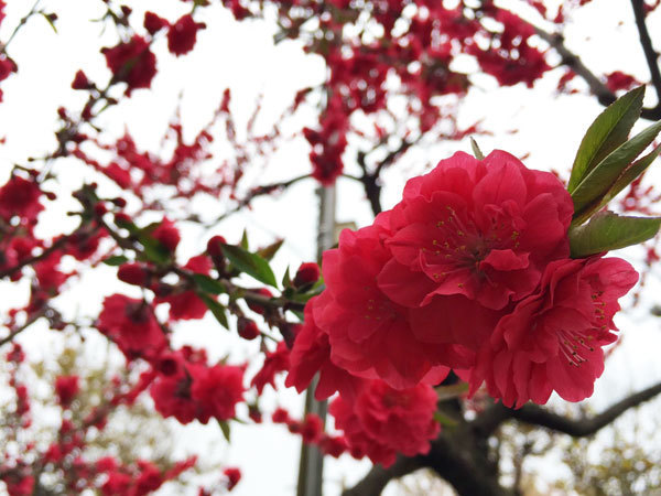 20160429_花桃.jpg