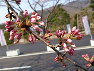 R_20160416090718_p.jpg