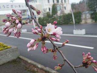 R_20160417090823_p.jpg