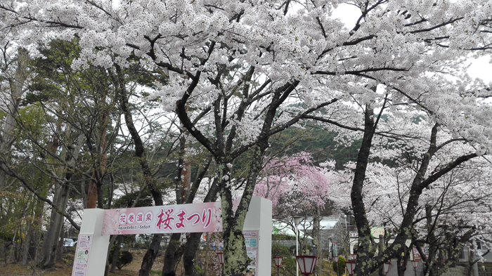 20160423_満開の桜.jpg